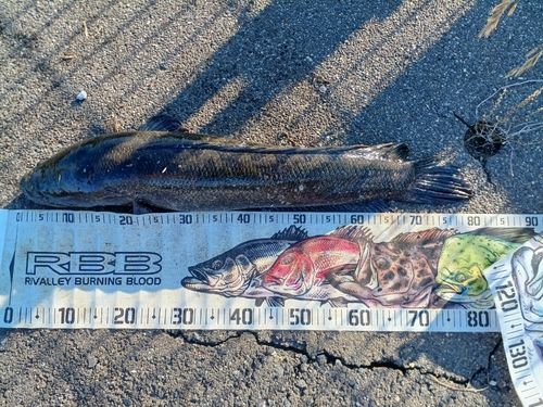 ライギョの釣果