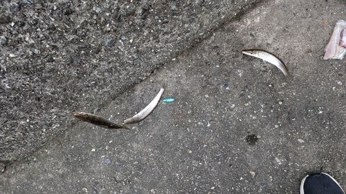 カマスの釣果