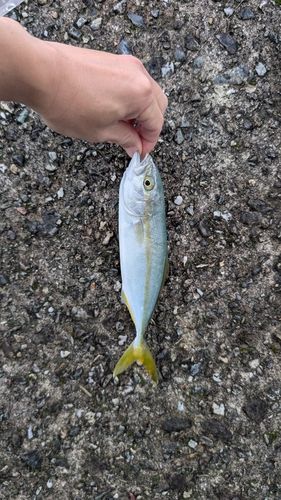 ツバスの釣果