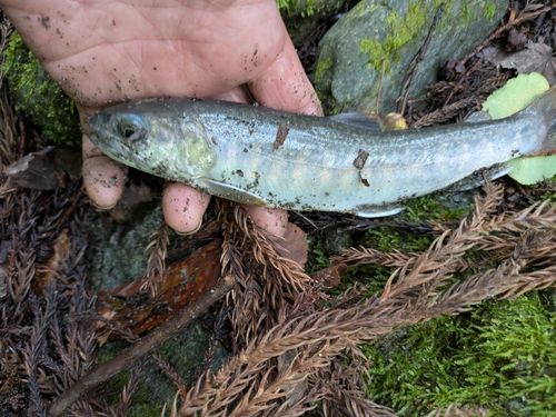 アマゴの釣果