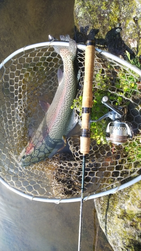 ニジマスの釣果