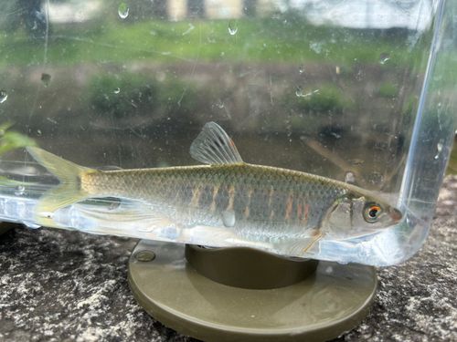 オイカワの釣果