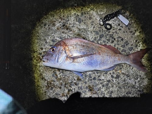 キスの釣果
