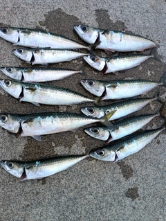 サバの釣果