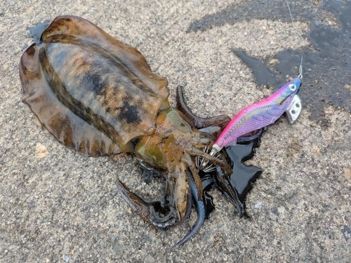 アオリイカの釣果