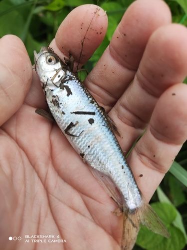 オイカワの釣果