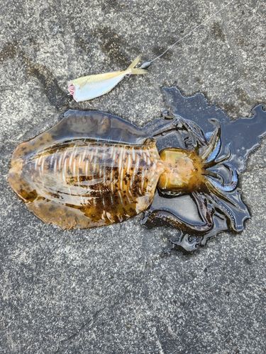 ミズイカの釣果