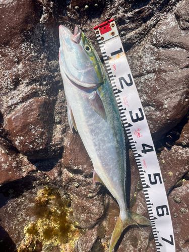 ワラサの釣果