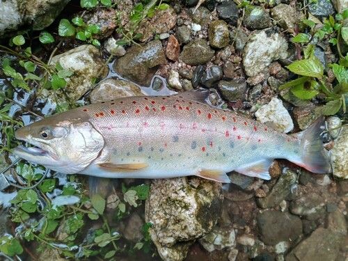 アマゴの釣果
