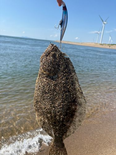 ヒラメの釣果
