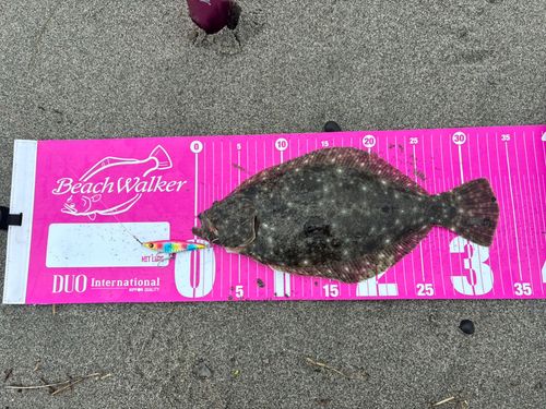 ソゲの釣果