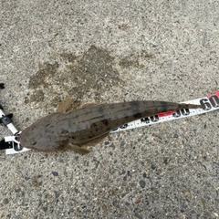 マゴチの釣果