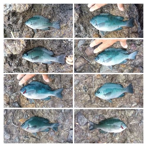 グレの釣果