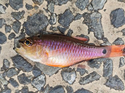 ネンブツダイの釣果