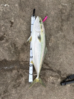 ブリの釣果