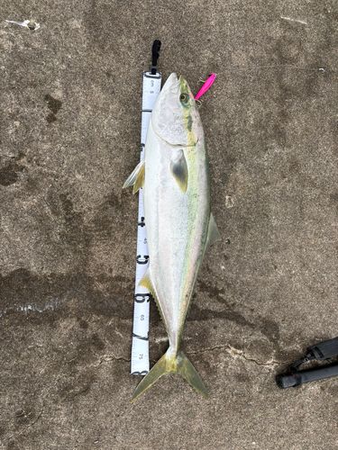 ブリの釣果