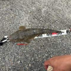 マゴチの釣果