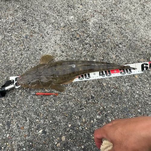 マゴチの釣果