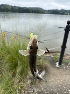 ニゴイの釣果