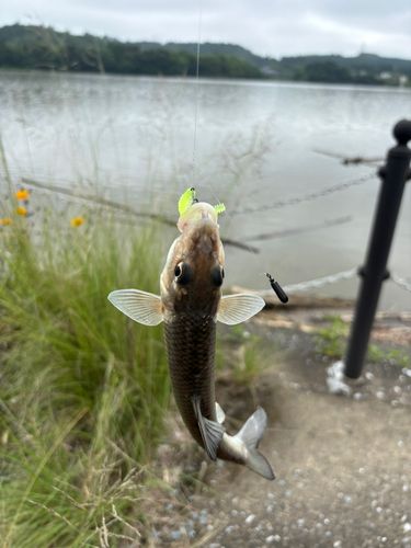 ニゴイの釣果