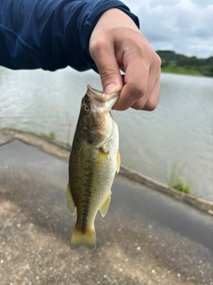 ラージマウスバスの釣果