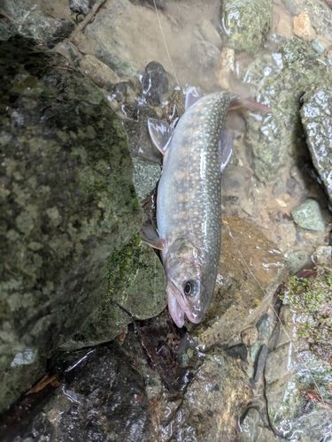 イワナの釣果