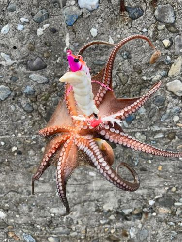 タコの釣果