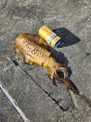 ミズイカの釣果