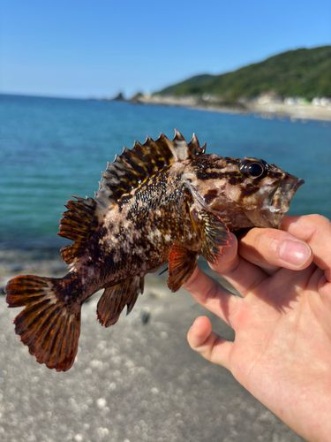 オウゴンムラソイの釣果