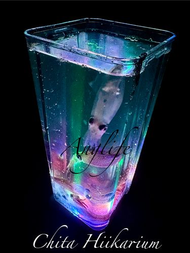 ヒイカの釣果