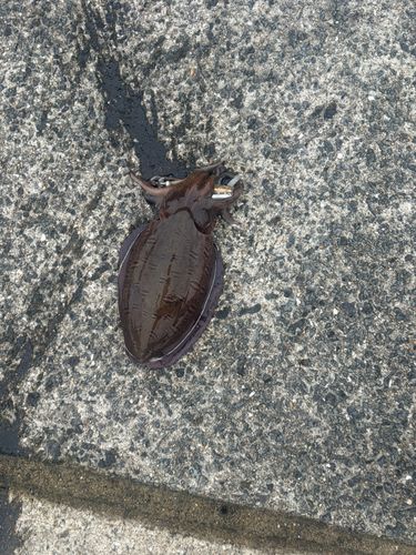 コウイカの釣果