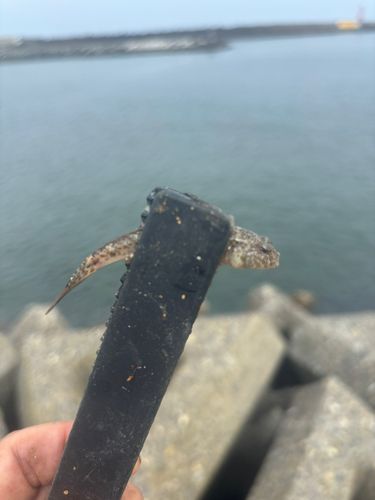 マハゼの釣果
