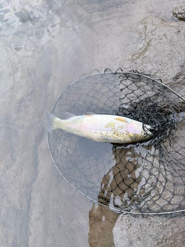 ニジマスの釣果