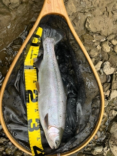 ニジマスの釣果