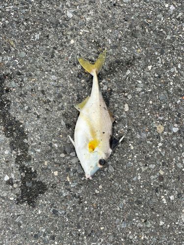 ギマの釣果