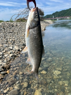 ウグイの釣果