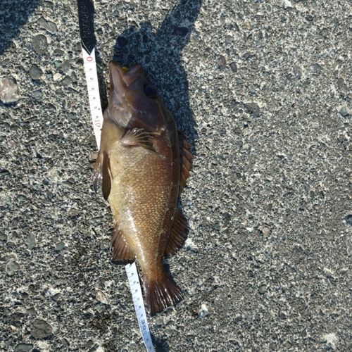 ガヤの釣果
