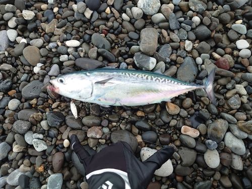 マルソウダの釣果