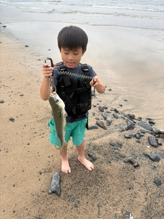 ボラの釣果