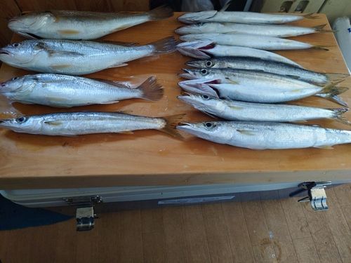 カマスの釣果