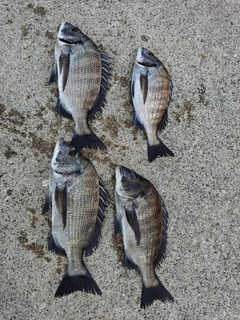 クロダイの釣果