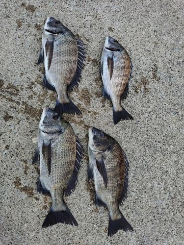 クロダイの釣果