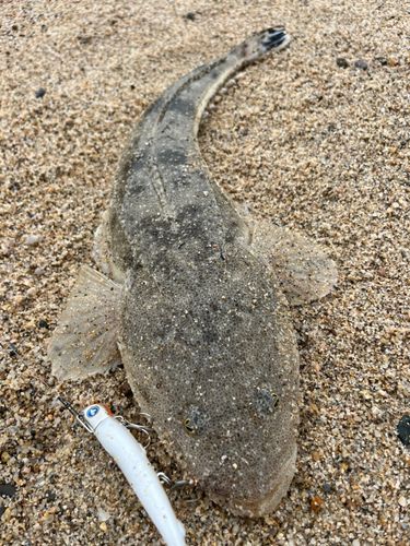 マゴチの釣果