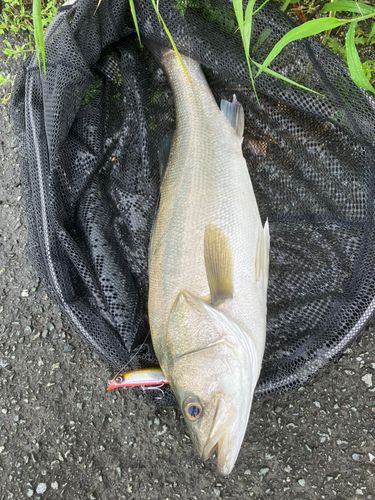 タイリクスズキの釣果