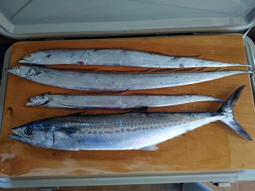 タチウオの釣果