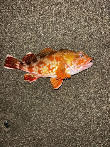 カサゴの釣果