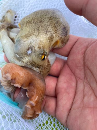 マダコの釣果