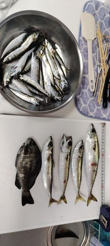 メジナの釣果