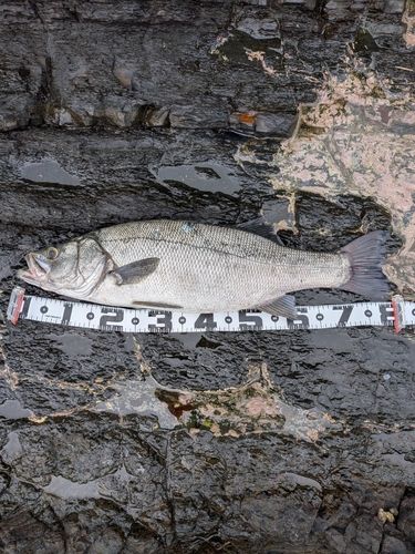 ヒラスズキの釣果