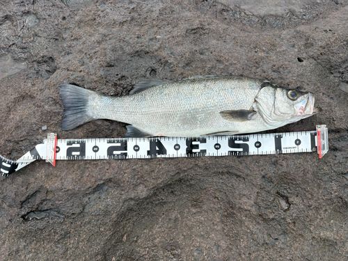 ヒラスズキの釣果